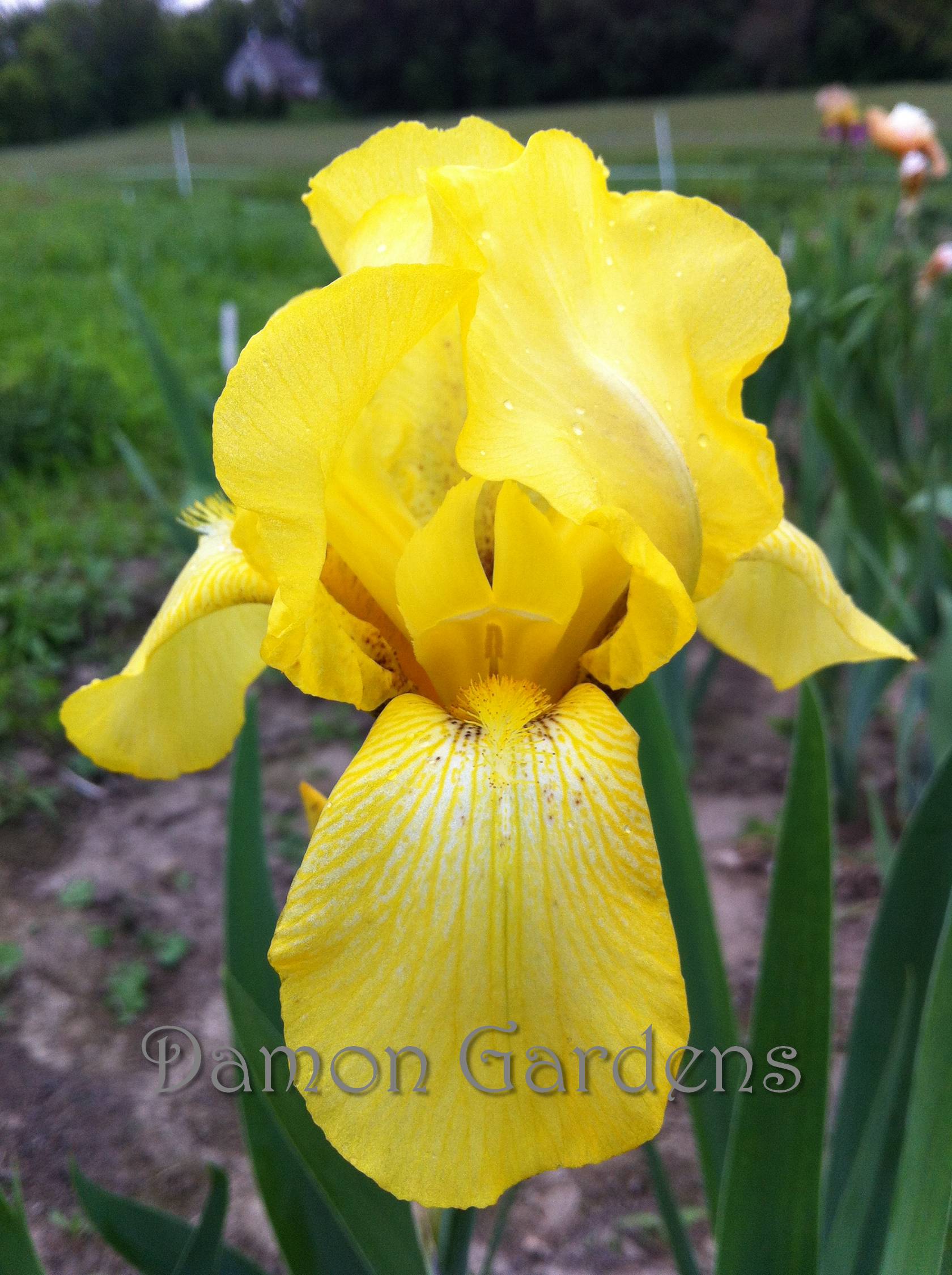 Iris Coronation