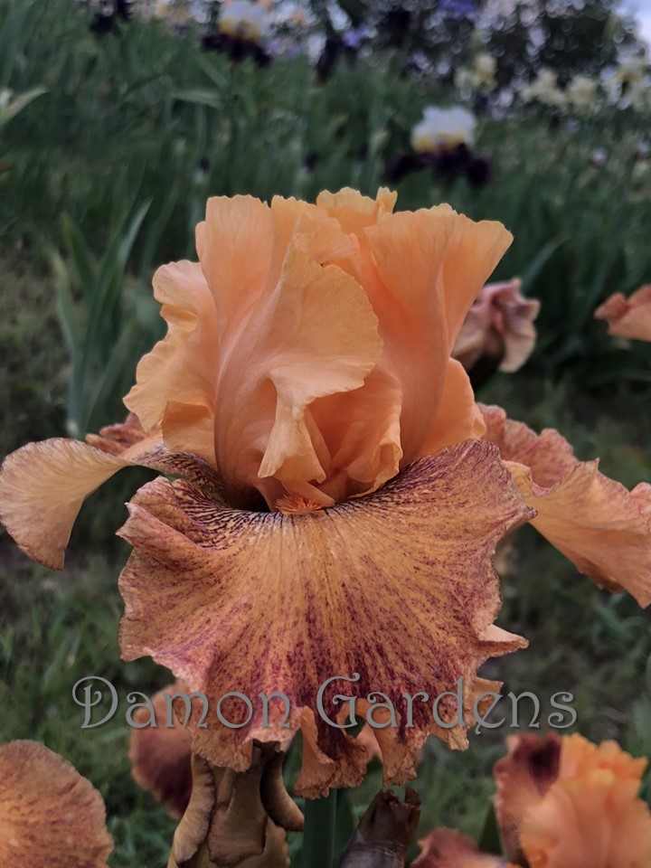 Iris Wild
