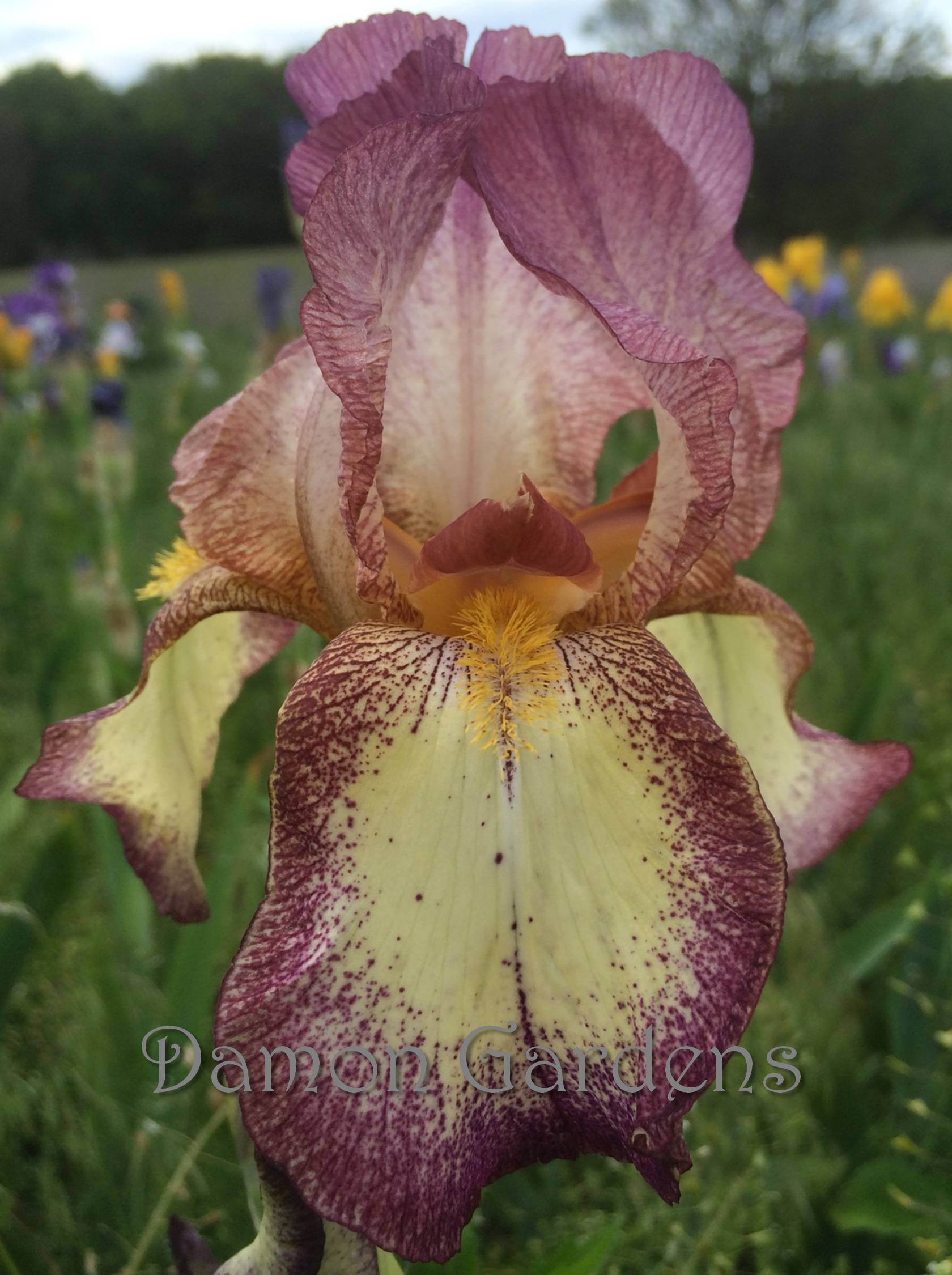 Iris Tiffany