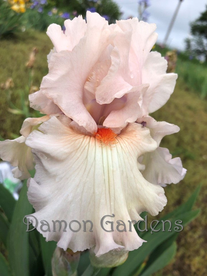 Iris Peacekeeper