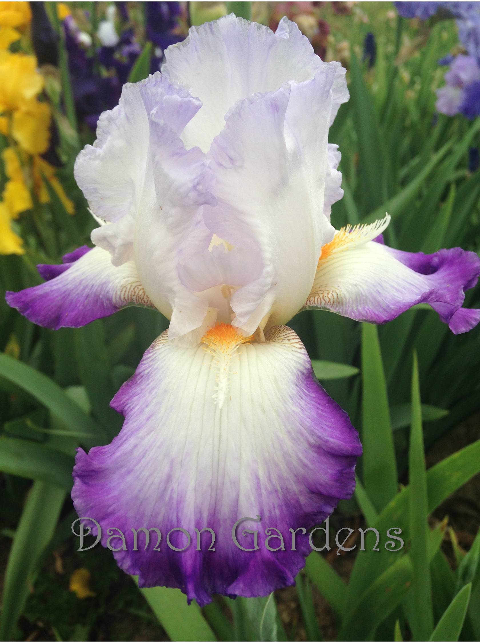 Iris Conjuration