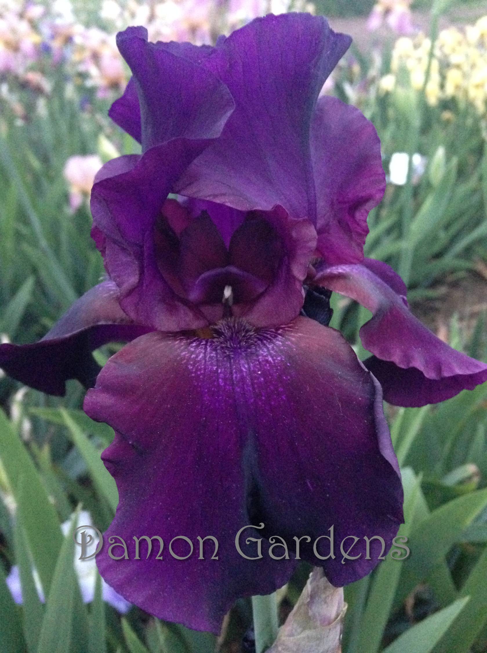 Iris Superstition