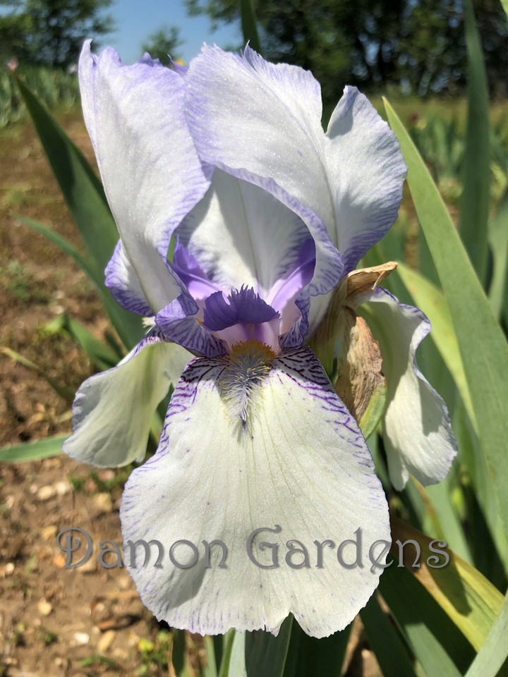Iris Theodolinda