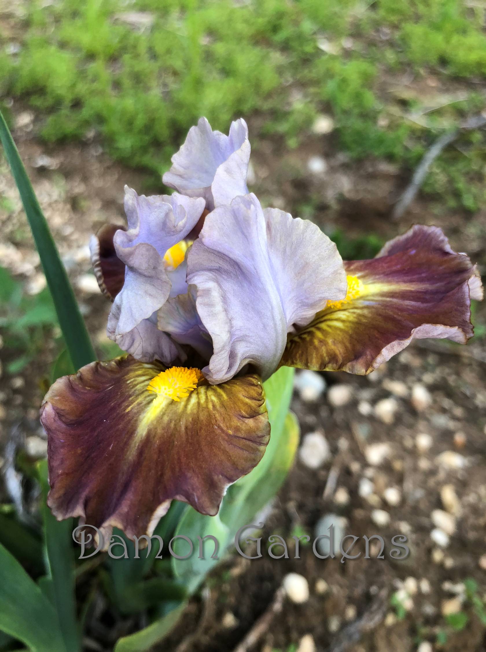 Iris Chicklet