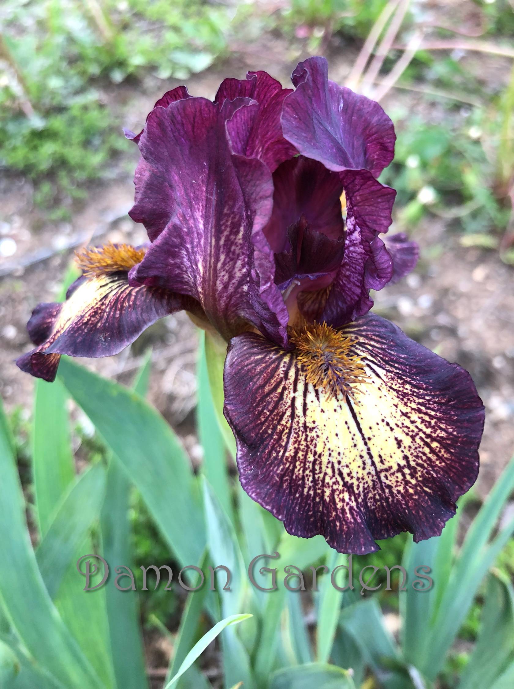 Iris Gimmick